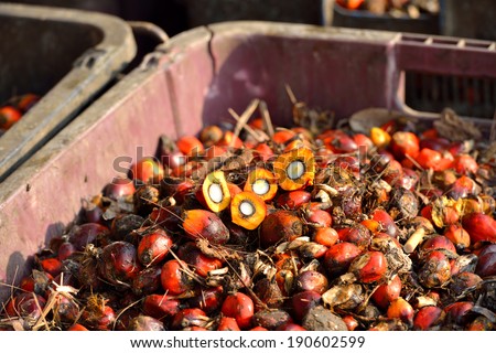 Close up of fresh oil palm fruits. Palm oil, a well-balanced healthy edible oil is now an important energy source for mankind. It comes from the fruit itself (reddish orange).