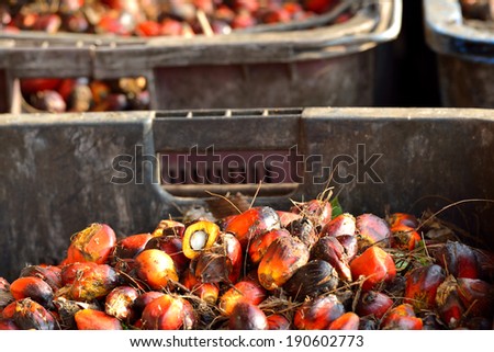 Close up of fresh oil palm fruits. Palm oil, a well-balanced healthy edible oil is now an important energy source for mankind. It comes from the fruit itself (reddish orange).