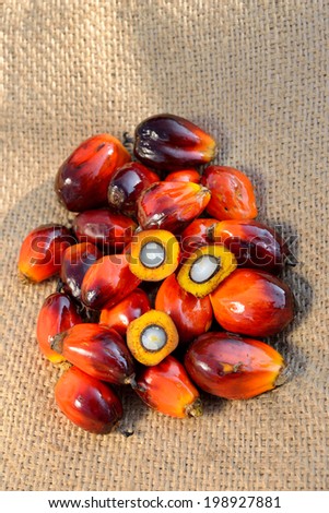 Palm oil, a well-balanced healthy edible oil is now an important energy source for mankind. It comes from the fruit itself. it is widely acknowledged as a versatile and nutritious vegetable oil.