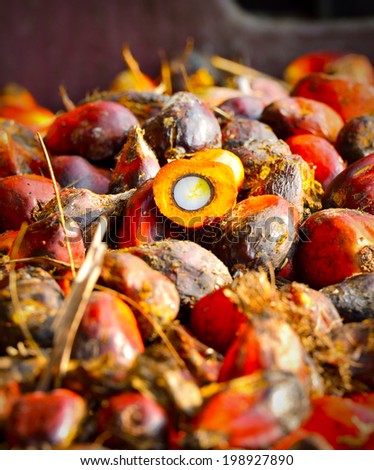 Palm oil, a well-balanced healthy edible oil is now an important energy source for mankind. It comes from the fruit itself. it is widely acknowledged as a versatile and nutritious vegetable oil.