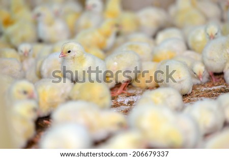 Newly hatched chicks on a chicken farm, selective focus.