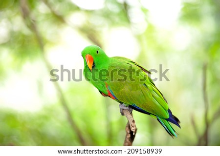 Close up of beautiful green eclectus parrot, selective focus.