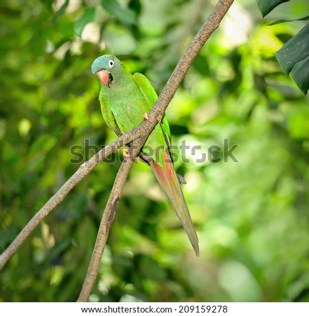 Close up of beautiful green parrot, selective focus.