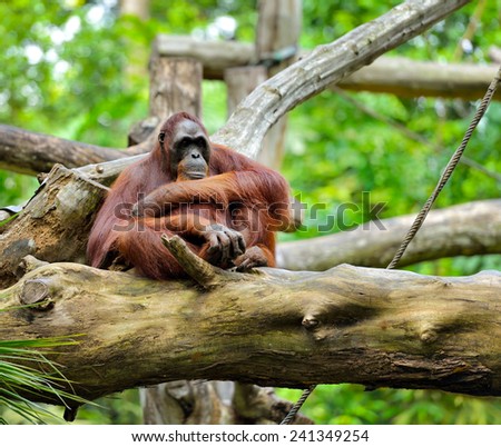 Close up of orangutan, selective focus.