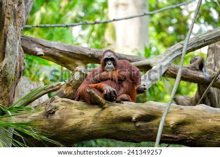 Close up of orangutan, selective focus.