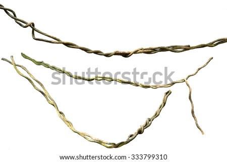 Close up of vine isolated on white background. Clipping path included.