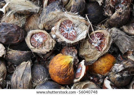 The Betel Nut Background which I took it at  Malaysia. Usually for chewing for a few minutes and spit it out.