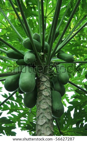 Papaya Tree with Green Papayas.