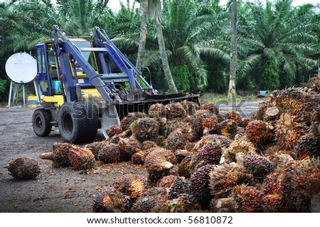 Palm Oil fruit, just picked off the tree. Malaysia.