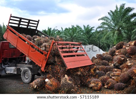 Unloading fresh palm oil fruit from truck.
