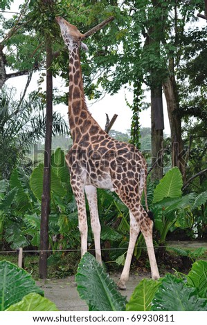 Picture Singapore  on Giraffe In Singapore Zoo Stock Photo 69930811   Shutterstock