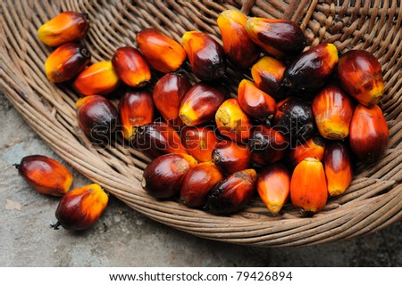 Palm Oil fruits in the basket.