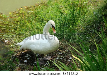 Swan resting at Singapore Botanic Garden
