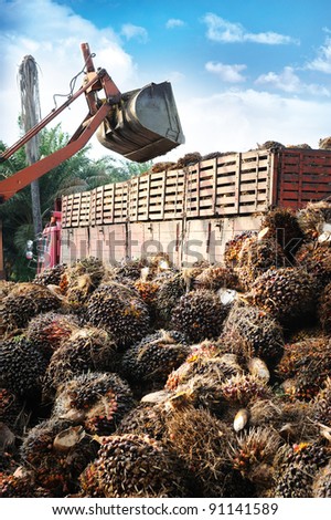 loading Palm Oil fruits