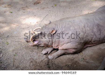 Sleeping Desert Warthog (Phacochoerus aethiopicus). The warthog is also known as the naked swine of the savanna. It uses its tusks and snout to dig up roots and rhizomes.