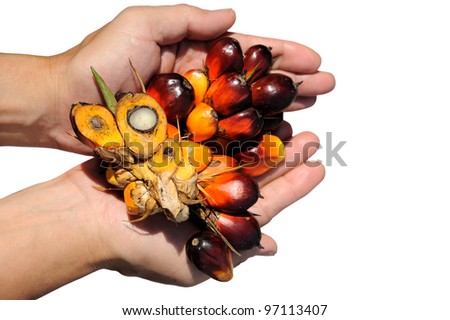Palm Oil fruits isolated against white background, selective focus.