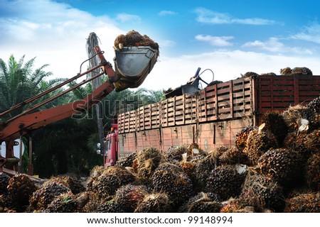 Uploading palm oil fruits, it is widely acknowledged as a versatile and nutritious vegetable oil, trans fat free with a rich content of vitamins and antioxidants.
