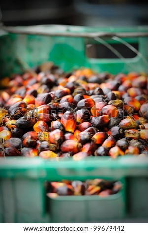 Palm oil, a well-balanced healthy edible oil is now an important energy source for mankind. It comes from the fruit itself (reddish orange).