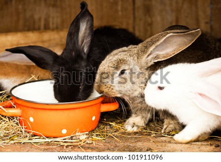 Three different rabbits closeup in hutch