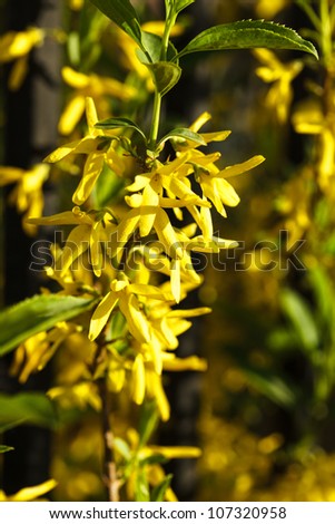 Forsythia (Oleaceae) flowers bush outdoor close up