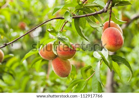 Peaches on a tree branch closeup in the orchard