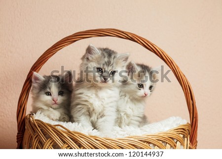 Three grey kittens in a basket with over pink wall