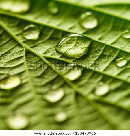 Green leaf macro with water drops close up Green leaf macro with water drops close up
