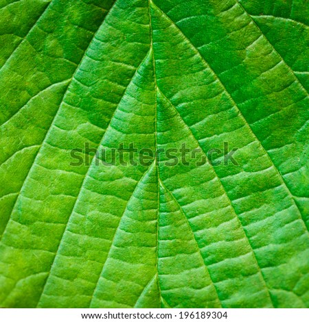 Leaf background very close up for design