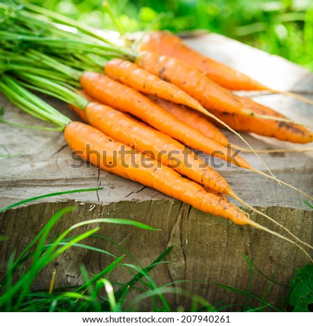 Fresh carrots from the garden, still life outdoor