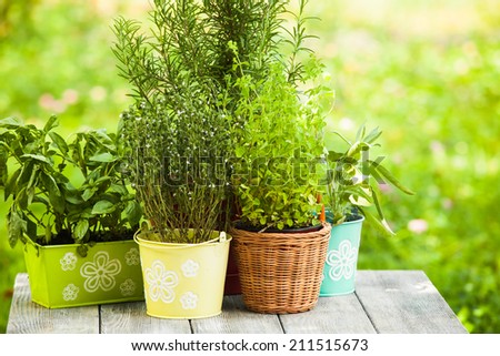 Cozy home garden with herbs - rosemary, sage, basil, thyme and oregano