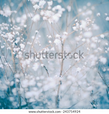 Winter plant background - snow flakes over dry dill