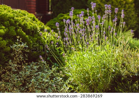 Lavender on  rockery with rocks and evergreen plants