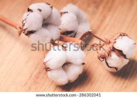 Cotton flower close up on wooden table