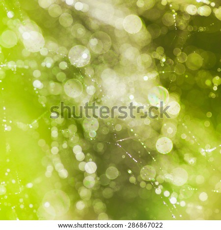 Abstract background from morning dew on a spider web. Nature inspiration