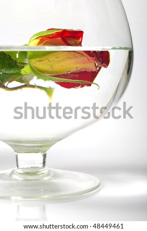 Still life with cracked rose in water. Half of rose distorted in water through big glass.