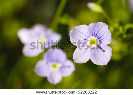 look-up-and-kiss-me flowers in grass. Close up, shallow deep of field