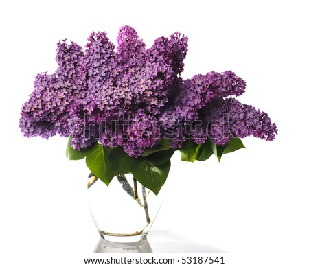 stock photo lilac bouquet isolated on whiteLlight violet flowers in glass 