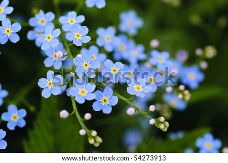 Meadow plant background: blue little flowers - forget-me-not  close up and green grass. Shallow DOF