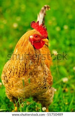 stock photo Cock close up on the farm green grass background cock close up