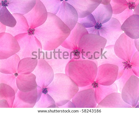 Pink flower background close up. Romantic and love pattern