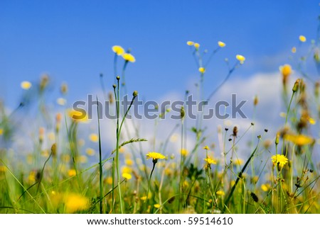 Wild yellow flowers and blue sky from low point of view, shallow deep of field