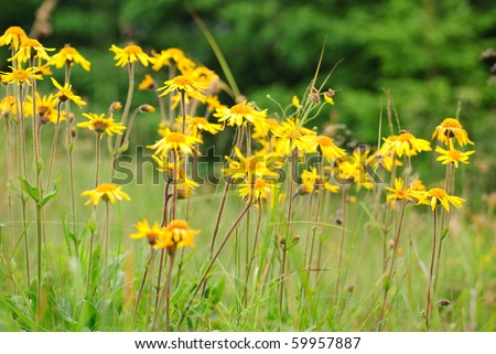 Alpine arnica close up in Carpathians, flower growth on 1600 m above-sea level. Selective focus.