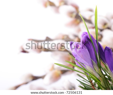 stock photo Crocus close up on pussy willow background Spring concept