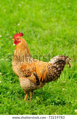 stock photo Cock close up on the farm green grass background