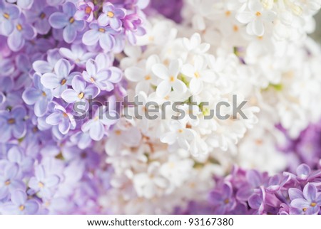 Beautiful Lilac