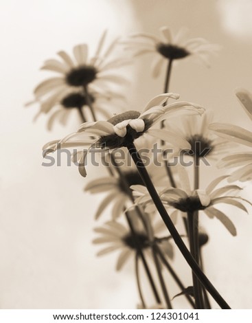 White daisies in monochrome color