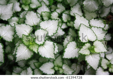 Plants with white leaves with a green border can be used as a background