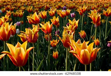 Bright yellow-red tulips in park in the spring day