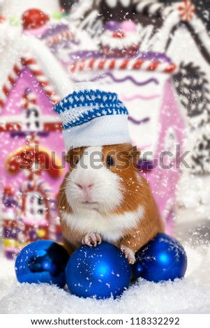 guinea pig in winter hat over Christmas background