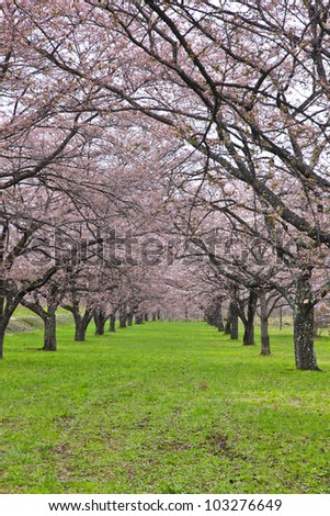 Japanese Blossom Garden